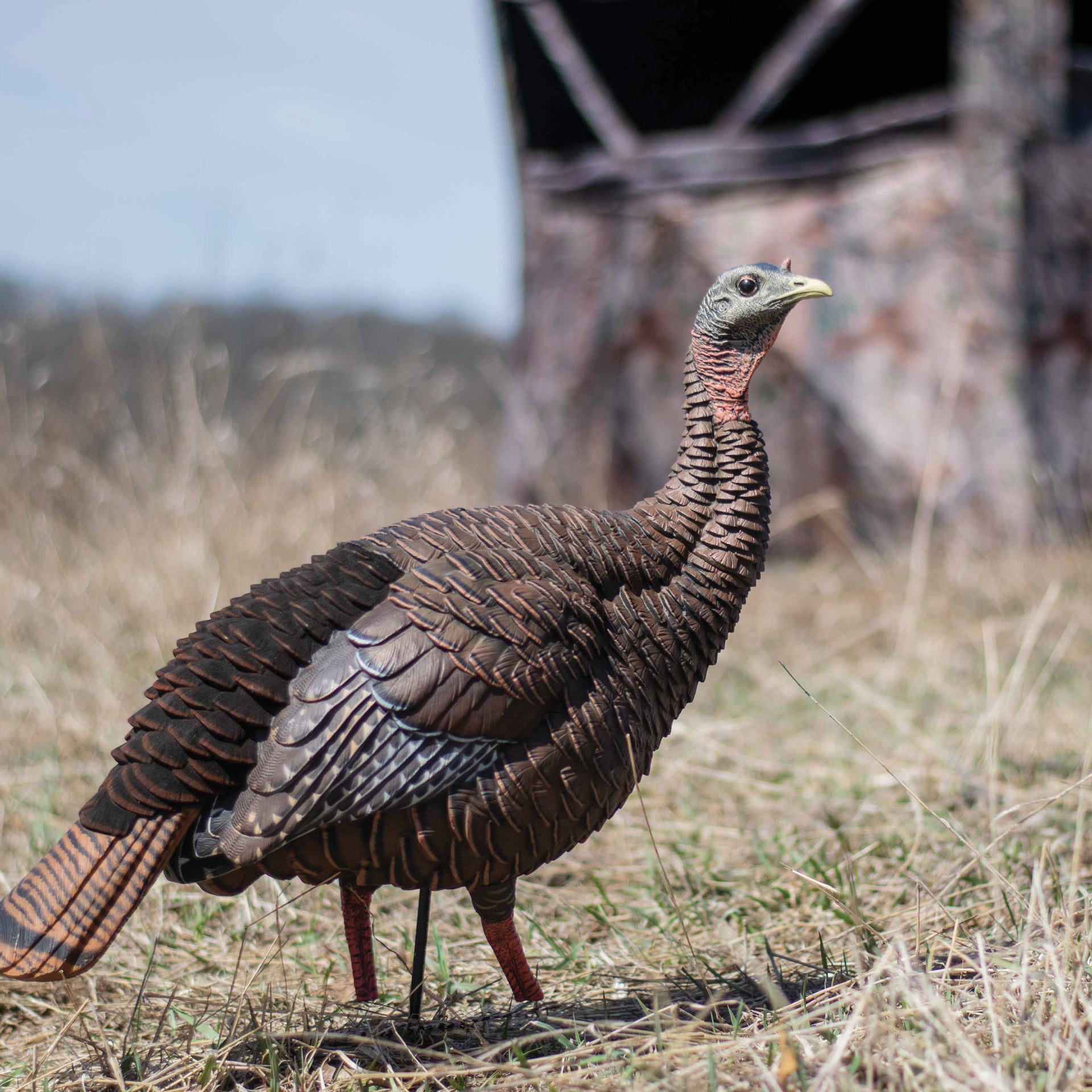 Turkey Time Decoys Lancaster Archery Dealer